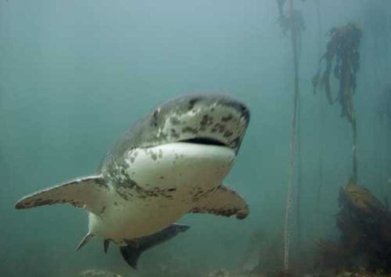 Broadnose sevengill shark
