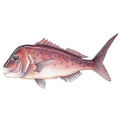 Snapper Fishing Tips