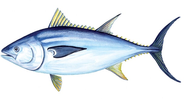 How to catch tuna