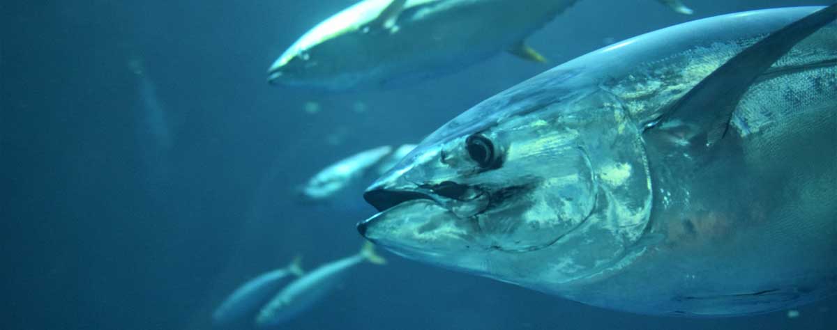 How To Catch Tuna