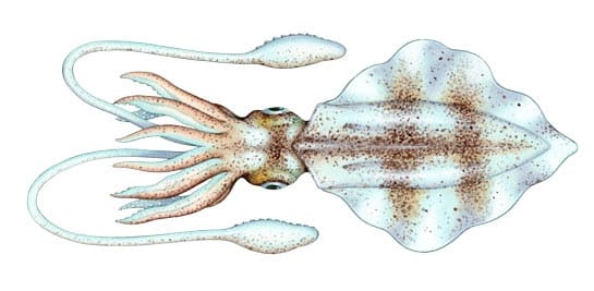 How To Catch Squid