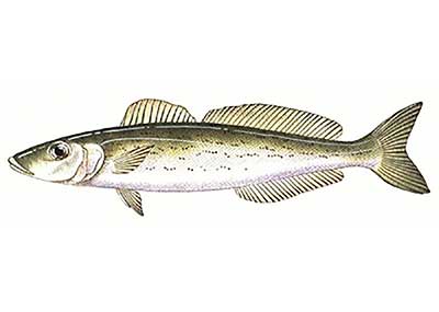 How To Catch Whiting