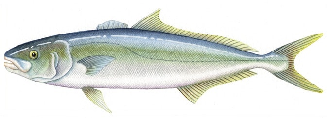 How To Catch Kingfish