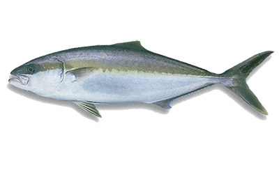 How To Catch Kingfish – Best Pro Fishing Tips