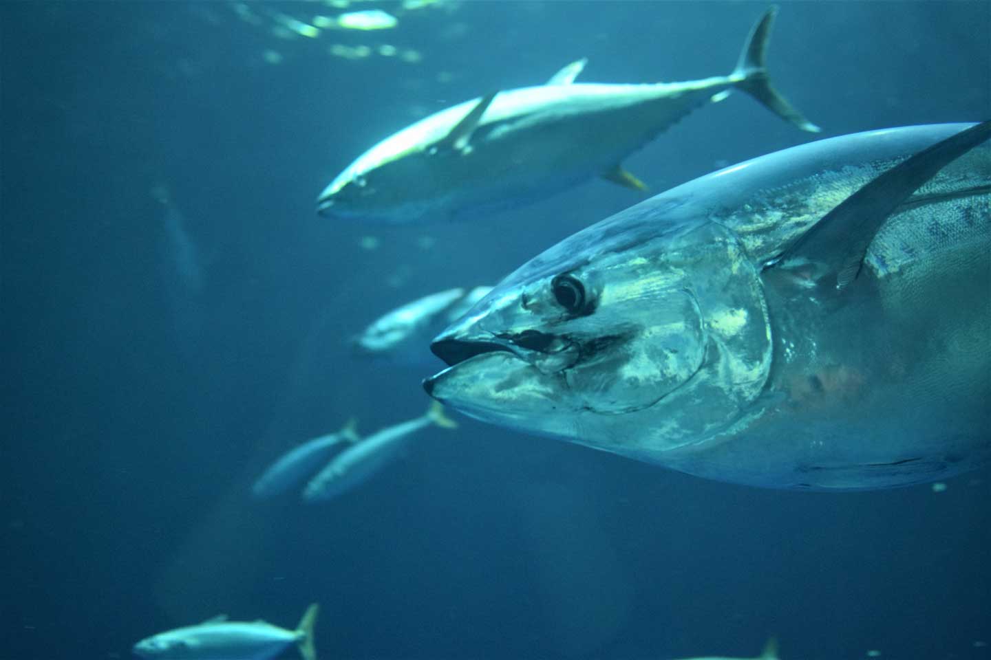 tuna fishing charters