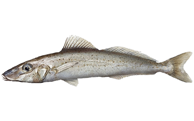 How To Catch Whiting – Best Pro Fishing Tips