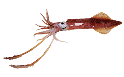 Squid Fishing Charter