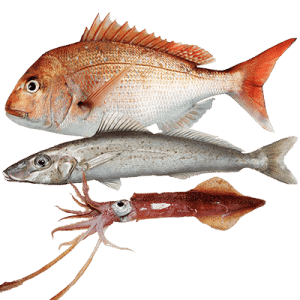 Snapper Whiting Squid Fishing Charter