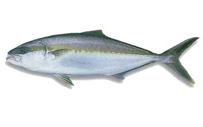 kingfish fishing charter