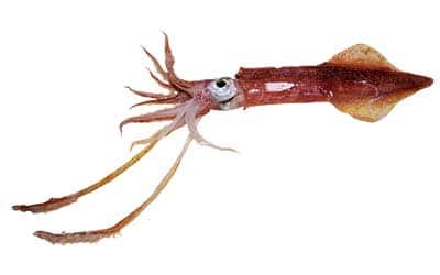squid fishing charter
