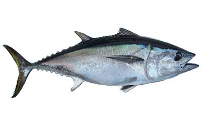 fishing charter melbourne bluefin tuna