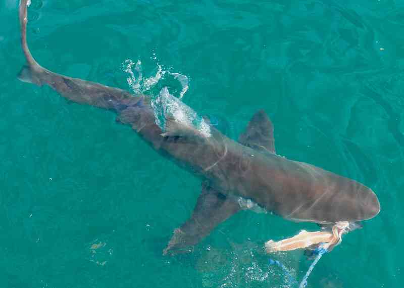 Ultimate Shark Fishing Guide: How To Catch Shark